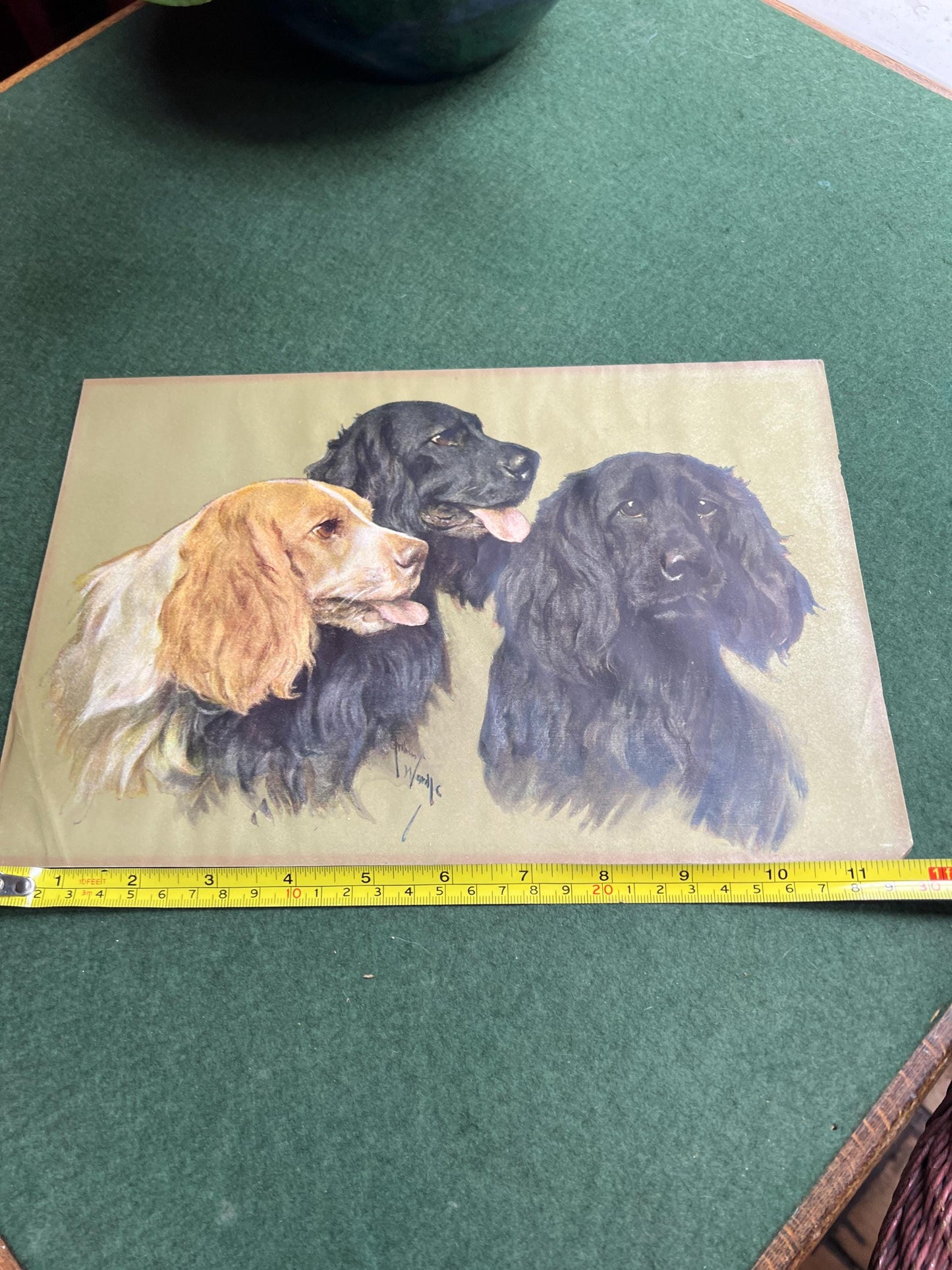 Vintage Arthur Wardle print Retrievers. Beautiful Spaniel Dog trio. Original print.