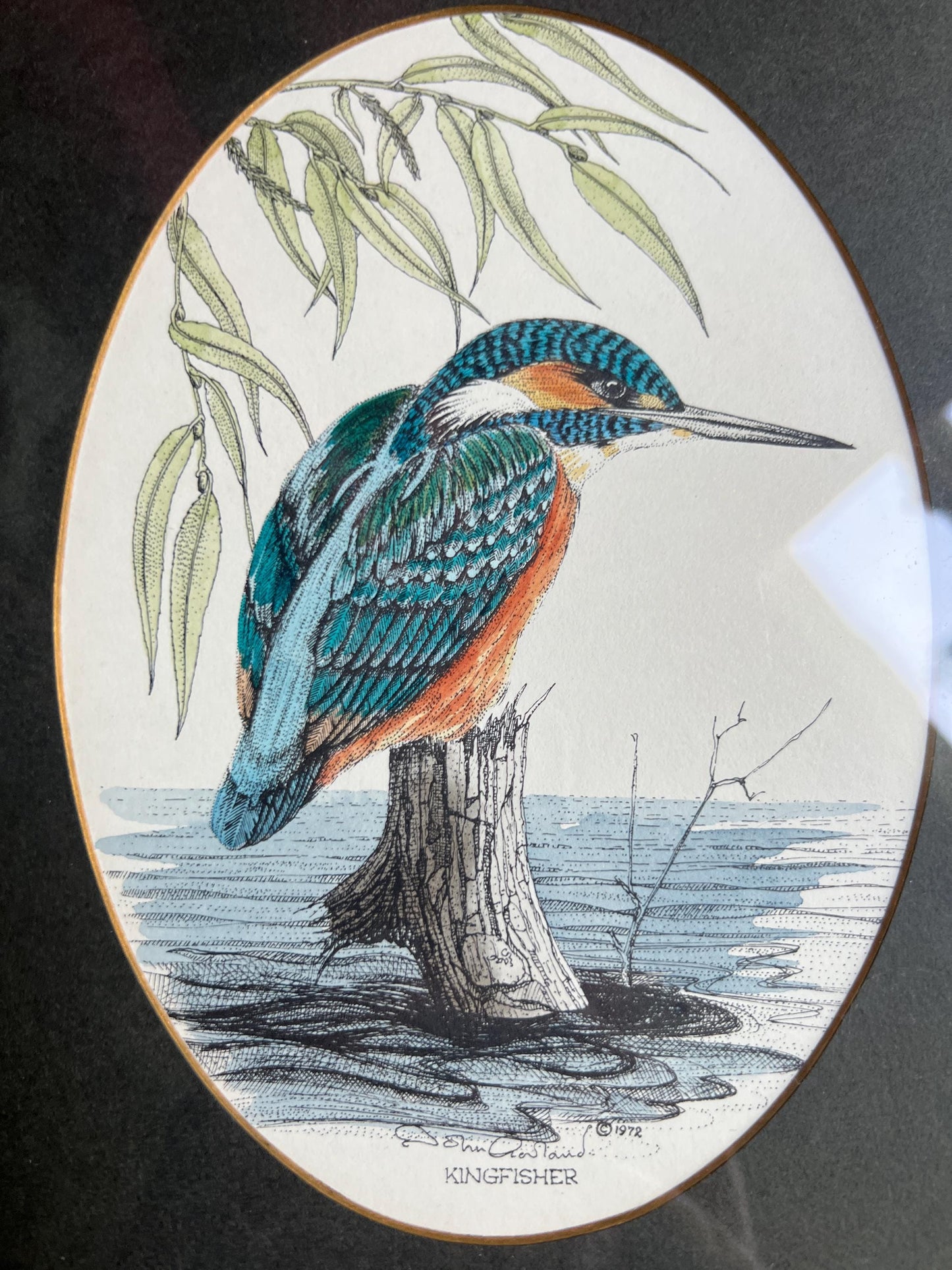 Kingfisher print. John Morland Hand Coloured Bird Print