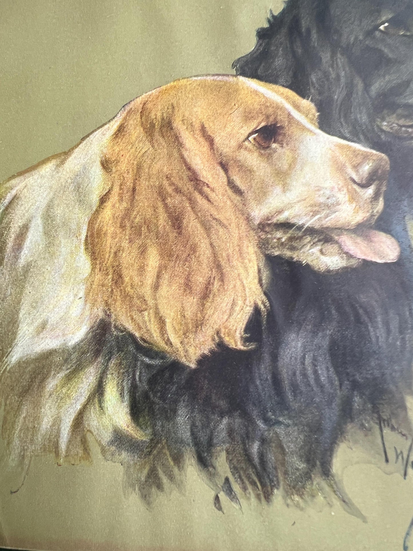 Vintage Arthur Wardle print Retrievers. Beautiful Spaniel Dog trio. Original print.
