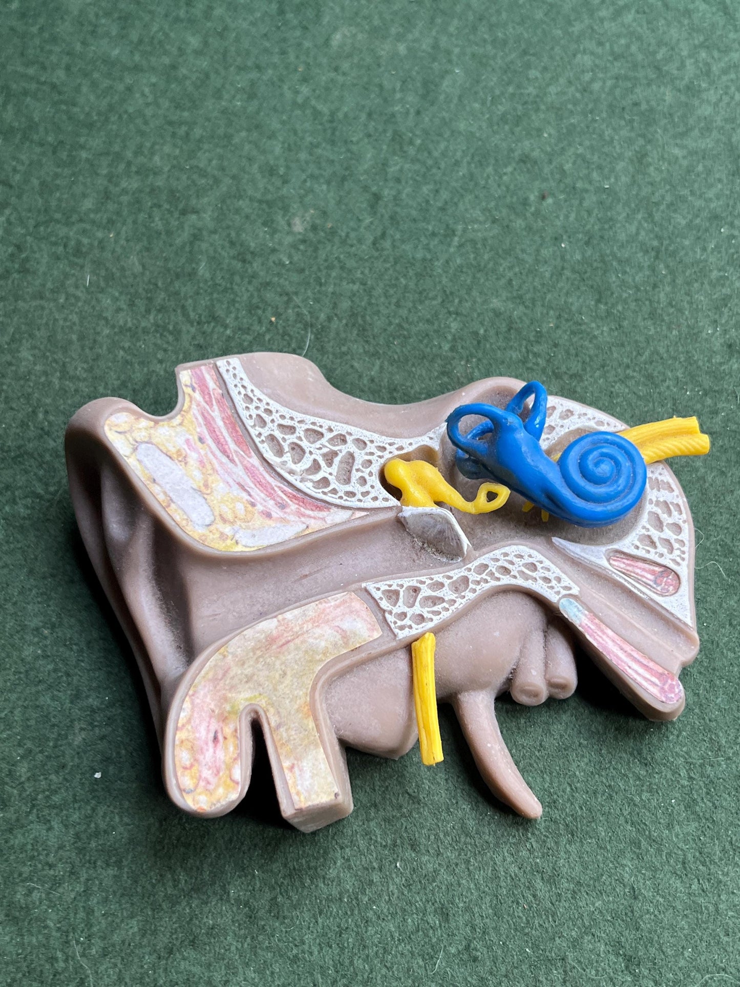 Vintage anatomical medical ear model