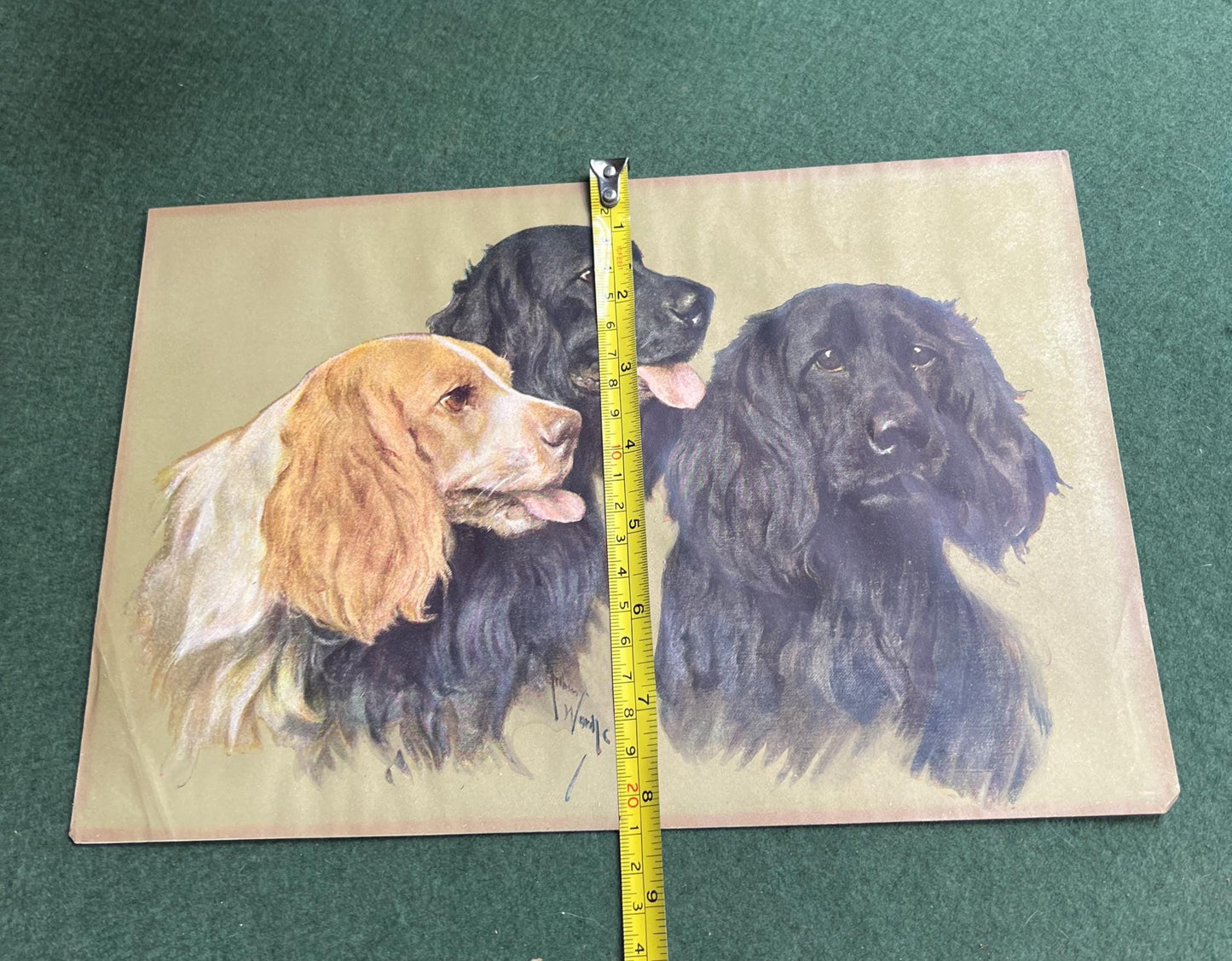 Vintage Arthur Wardle print Retrievers. Beautiful Spaniel Dog trio. Original print.