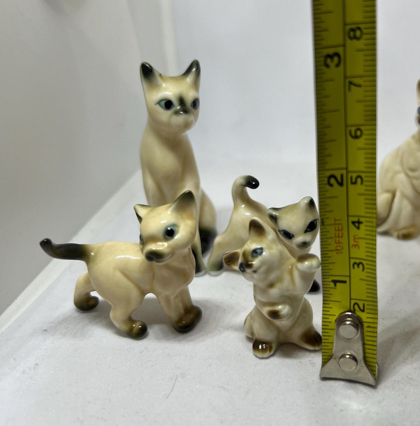 Seal point Siamese cats. Mum dad and 2 kittens. Mum and 3 kittens (sold)