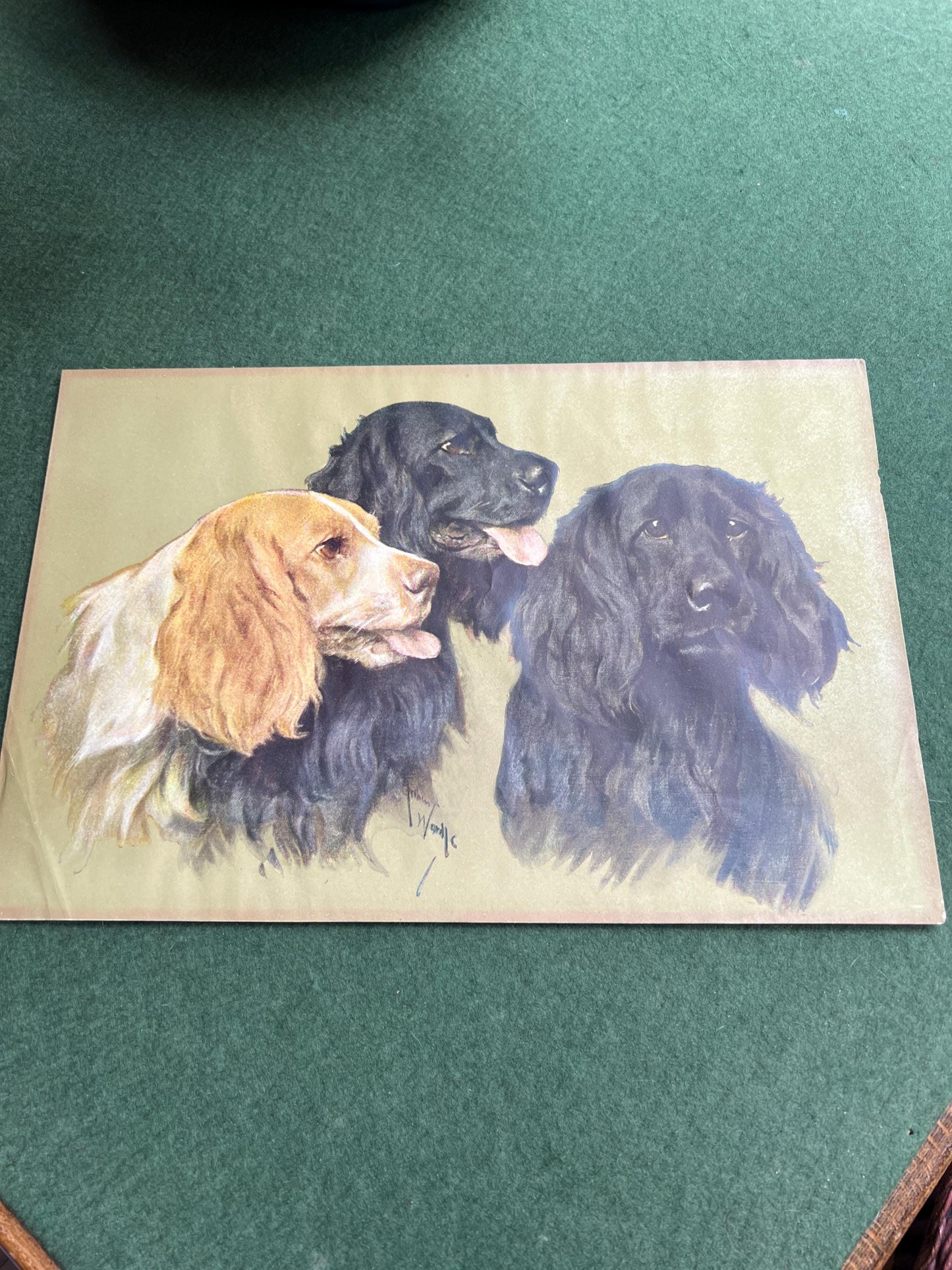 Vintage Arthur Wardle print Retrievers. Beautiful Spaniel Dog trio. Original print.