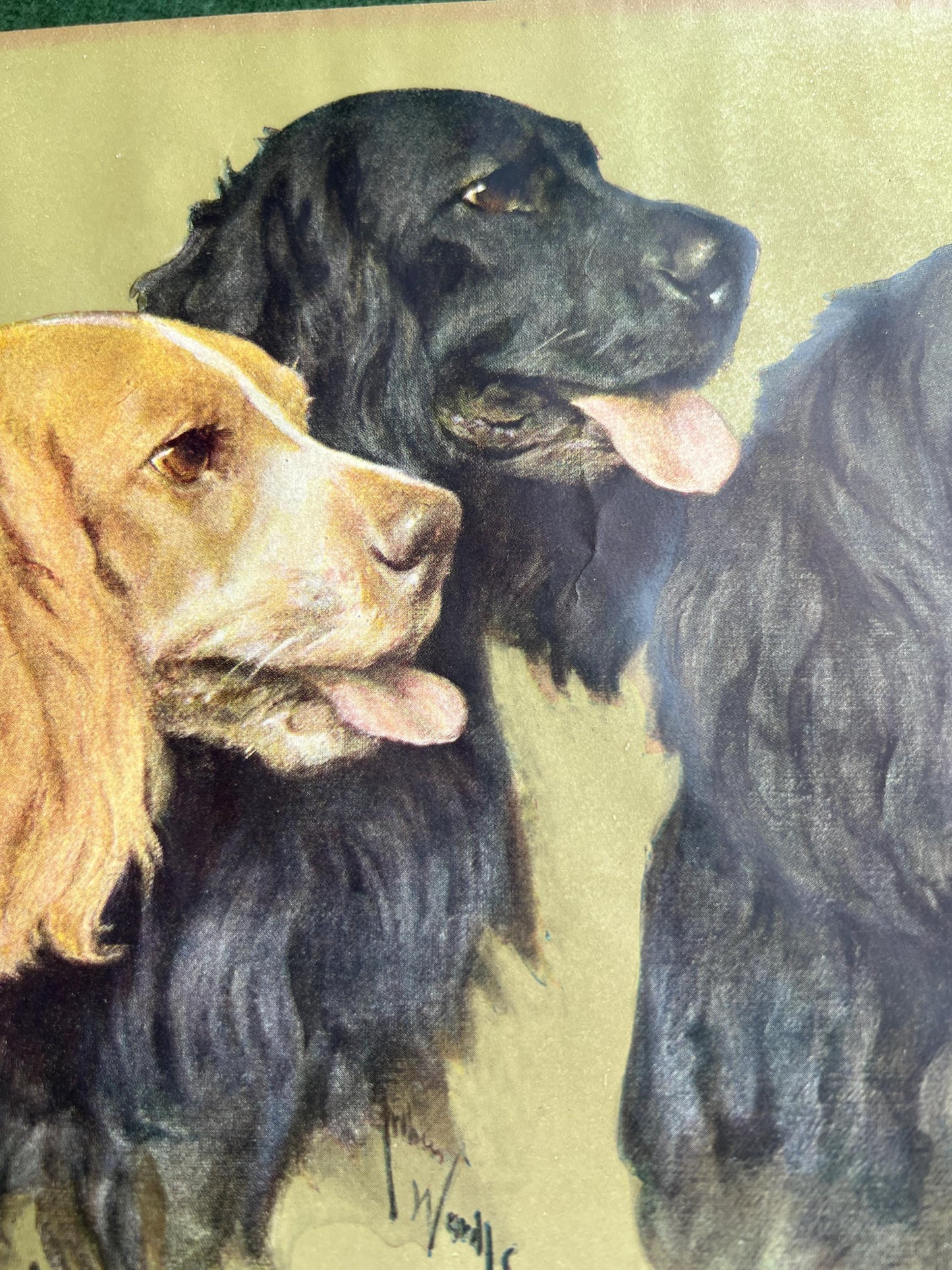 Vintage Arthur Wardle print Retrievers. Beautiful Spaniel Dog trio. Original print.