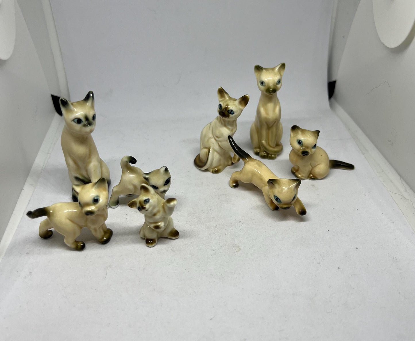 Seal point Siamese cats. Mum dad and 2 kittens. Mum and 3 kittens (sold)