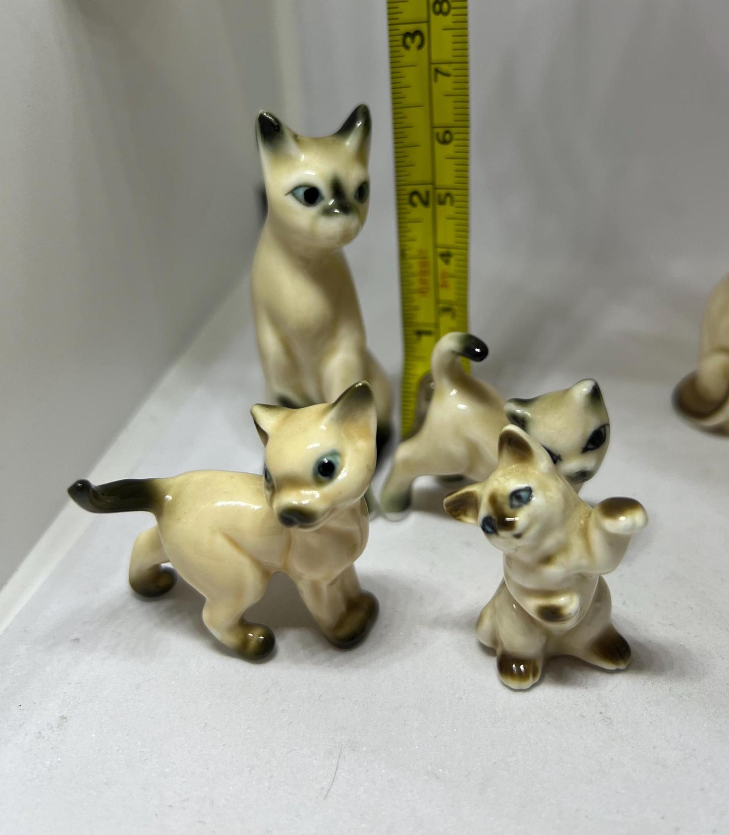 Seal point Siamese cats. Mum dad and 2 kittens. Mum and 3 kittens (sold)