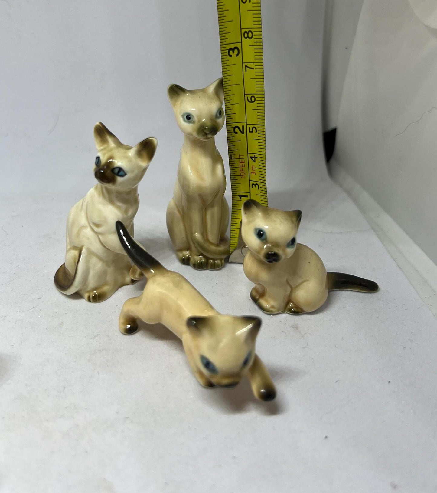 Seal point Siamese cats. Mum dad and 2 kittens. Mum and 3 kittens (sold)