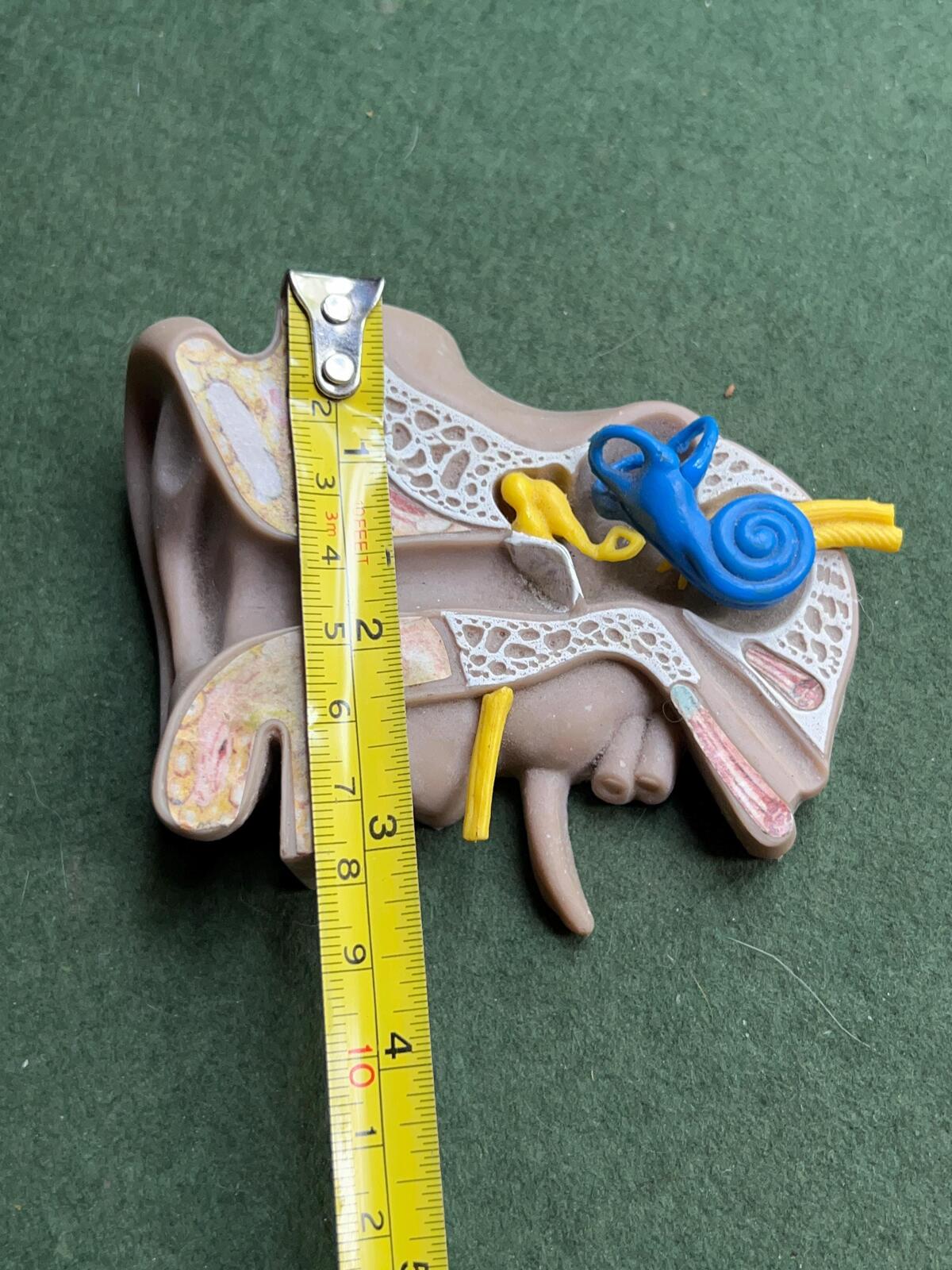 Vintage anatomical medical ear model. Audiology teaching aid.