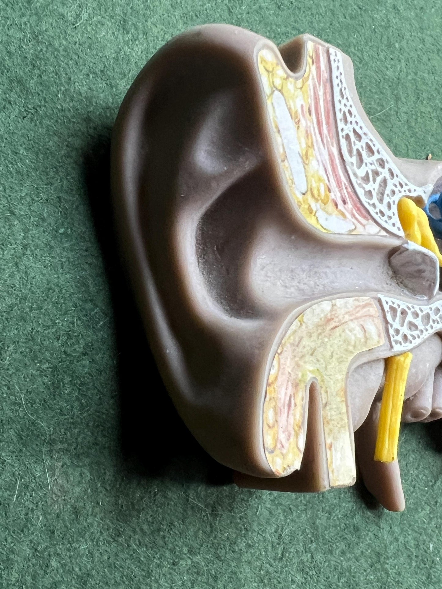 Vintage anatomical medical ear model