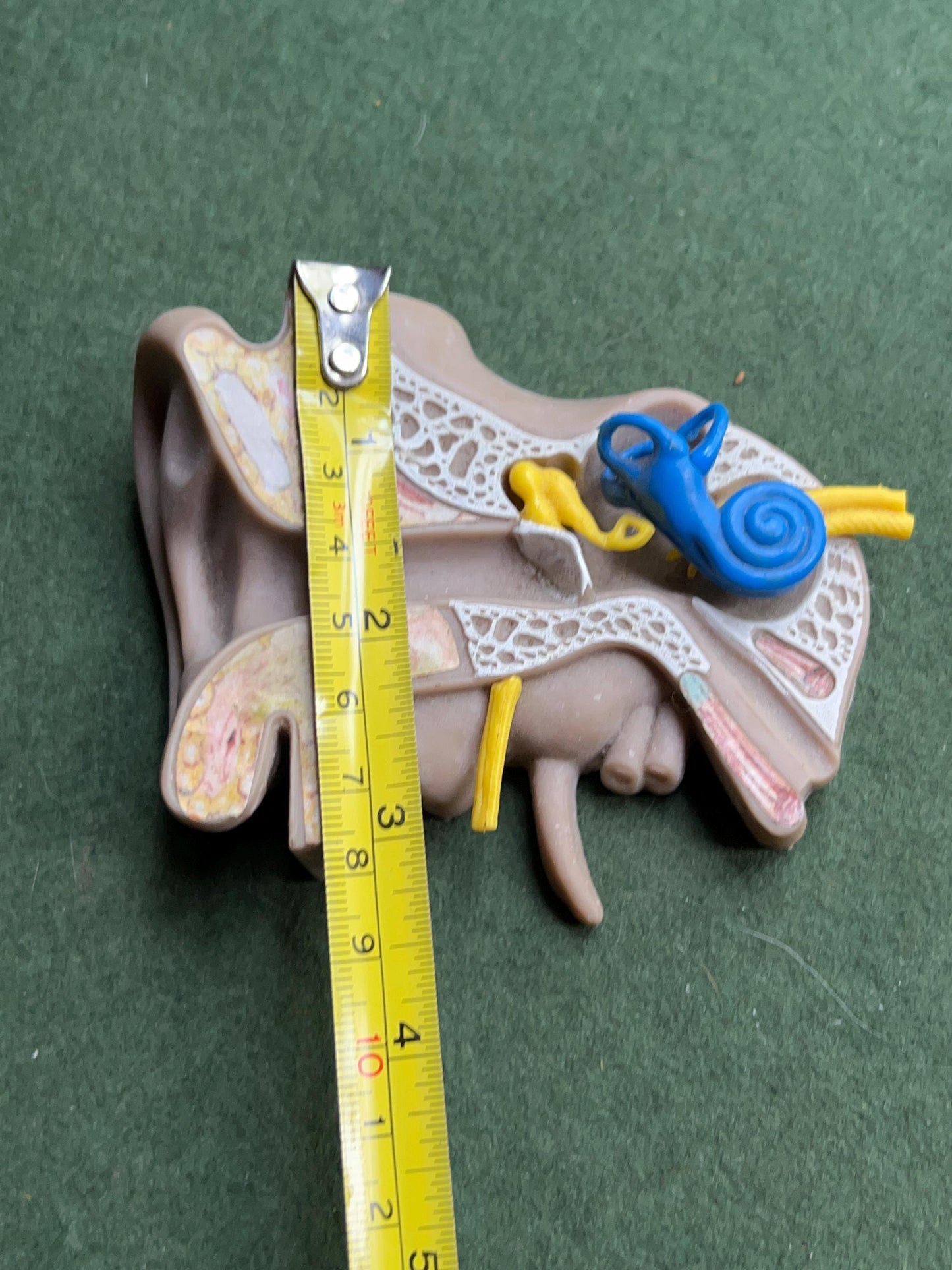 Vintage anatomical medical ear model