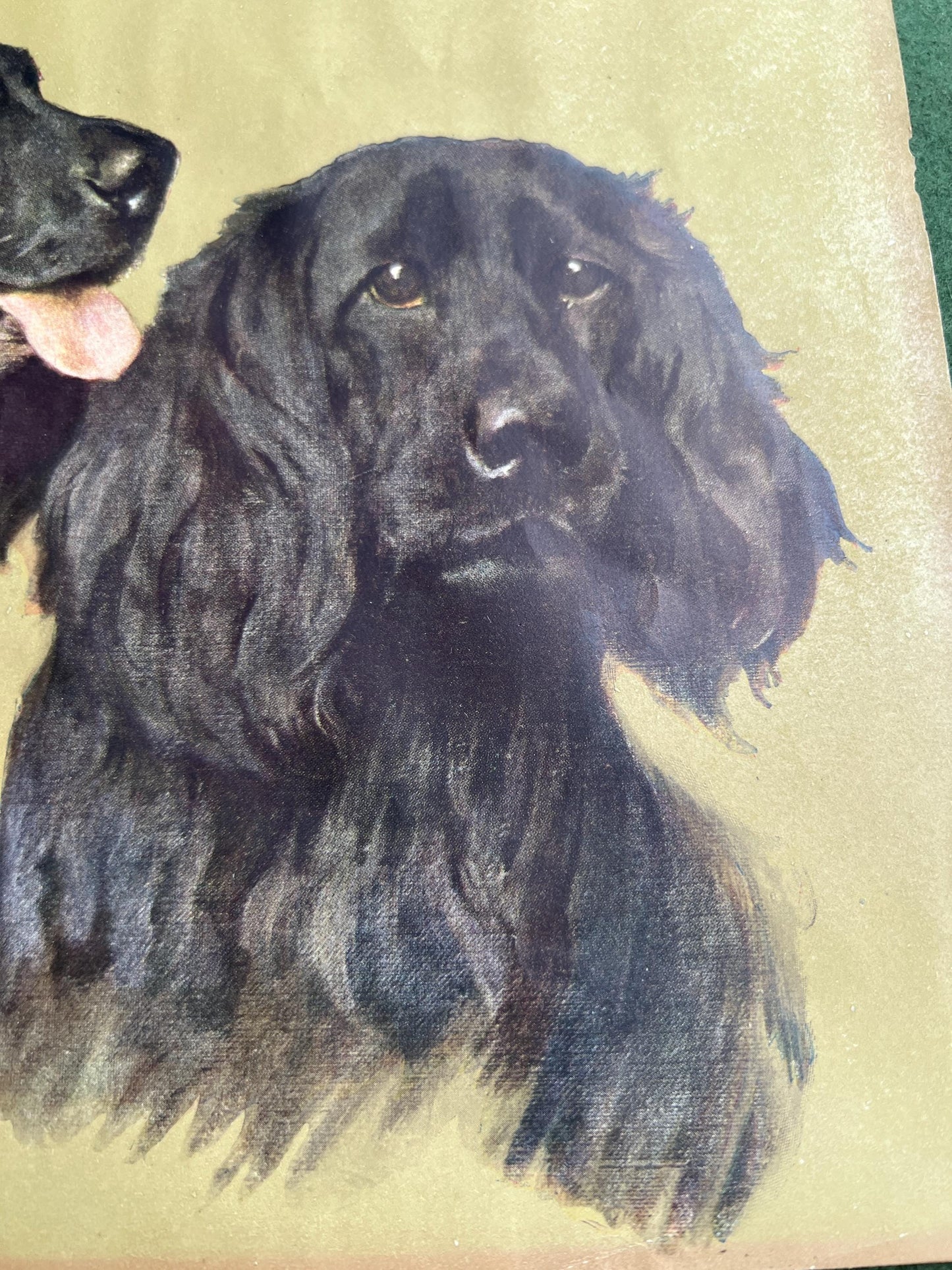 Vintage Arthur Wardle print Retrievers. Beautiful Spaniel Dog trio. Original print.