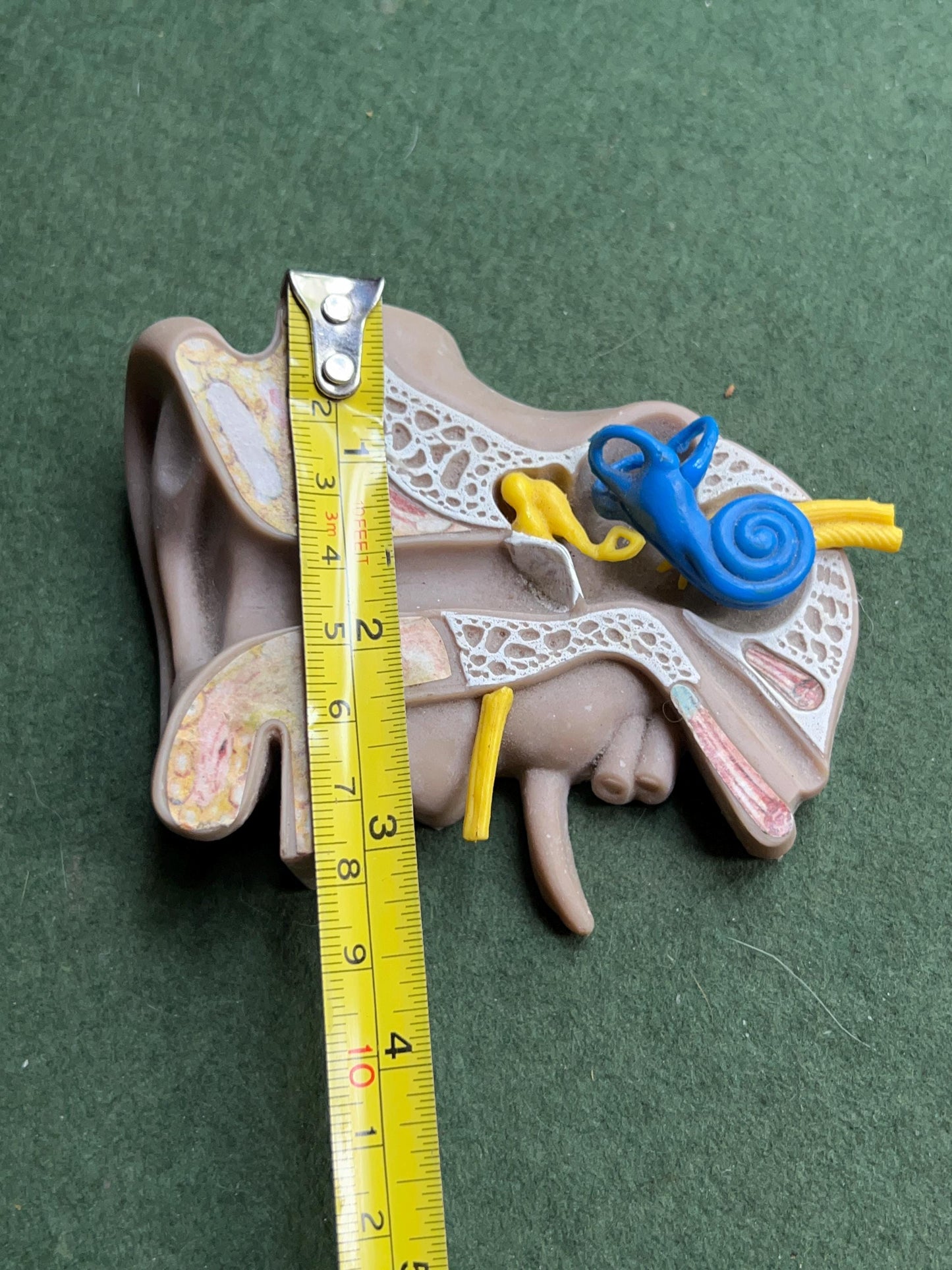 Vintage anatomical medical ear model