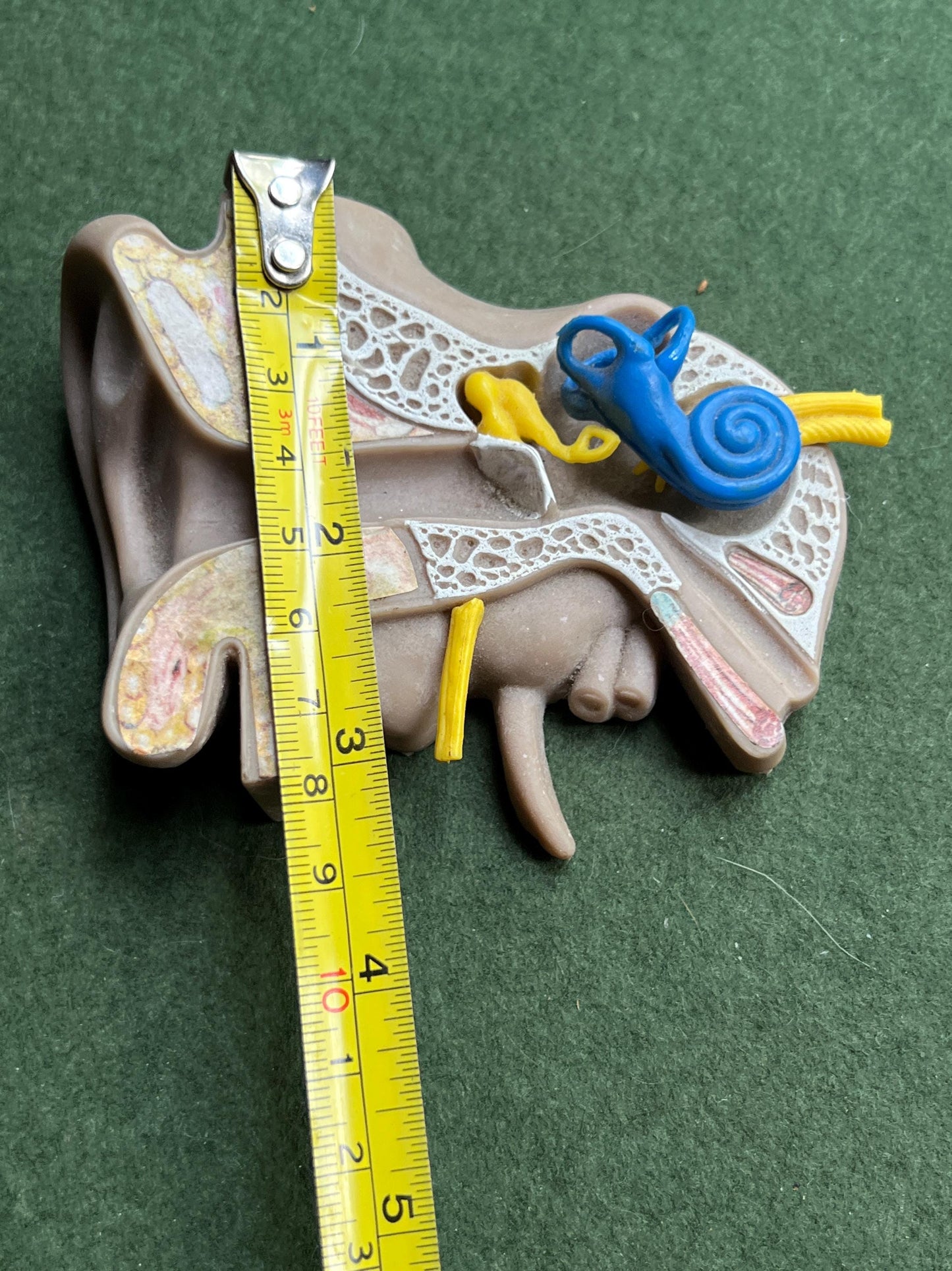 Vintage anatomical medical ear model