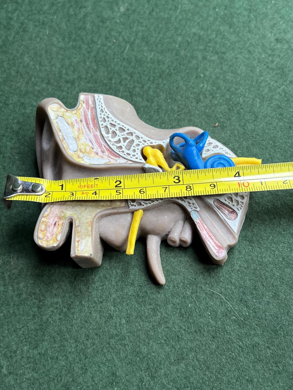 Vintage anatomical medical ear model. Audiology teaching aid.