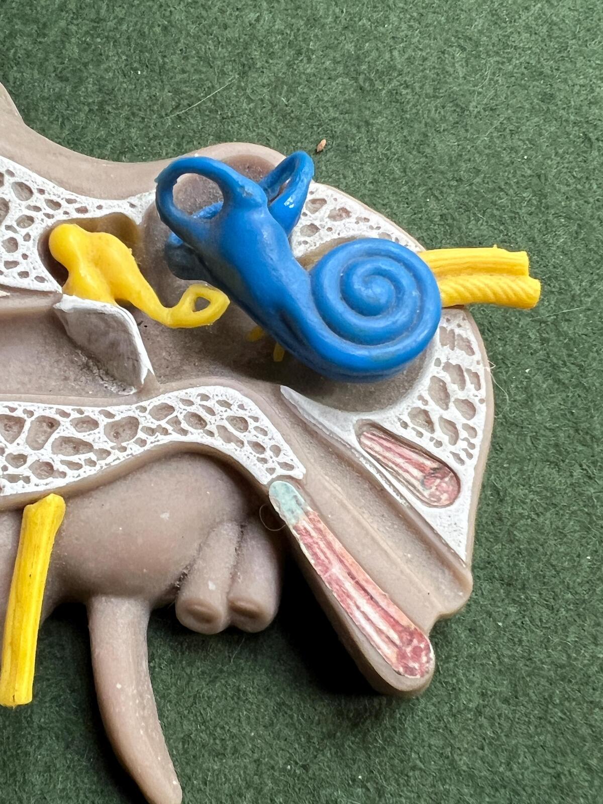 Vintage anatomical medical ear model. Audiology teaching aid.