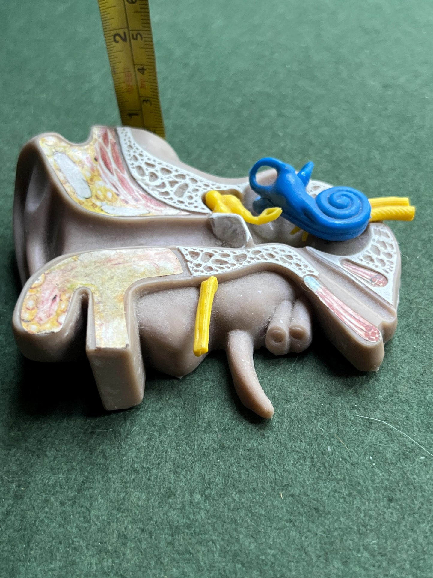 Vintage anatomical medical ear model